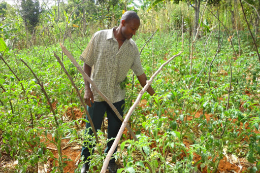 Moses Njue Njiru at his tomato farm in Kevote area, Manyatta sub-county,