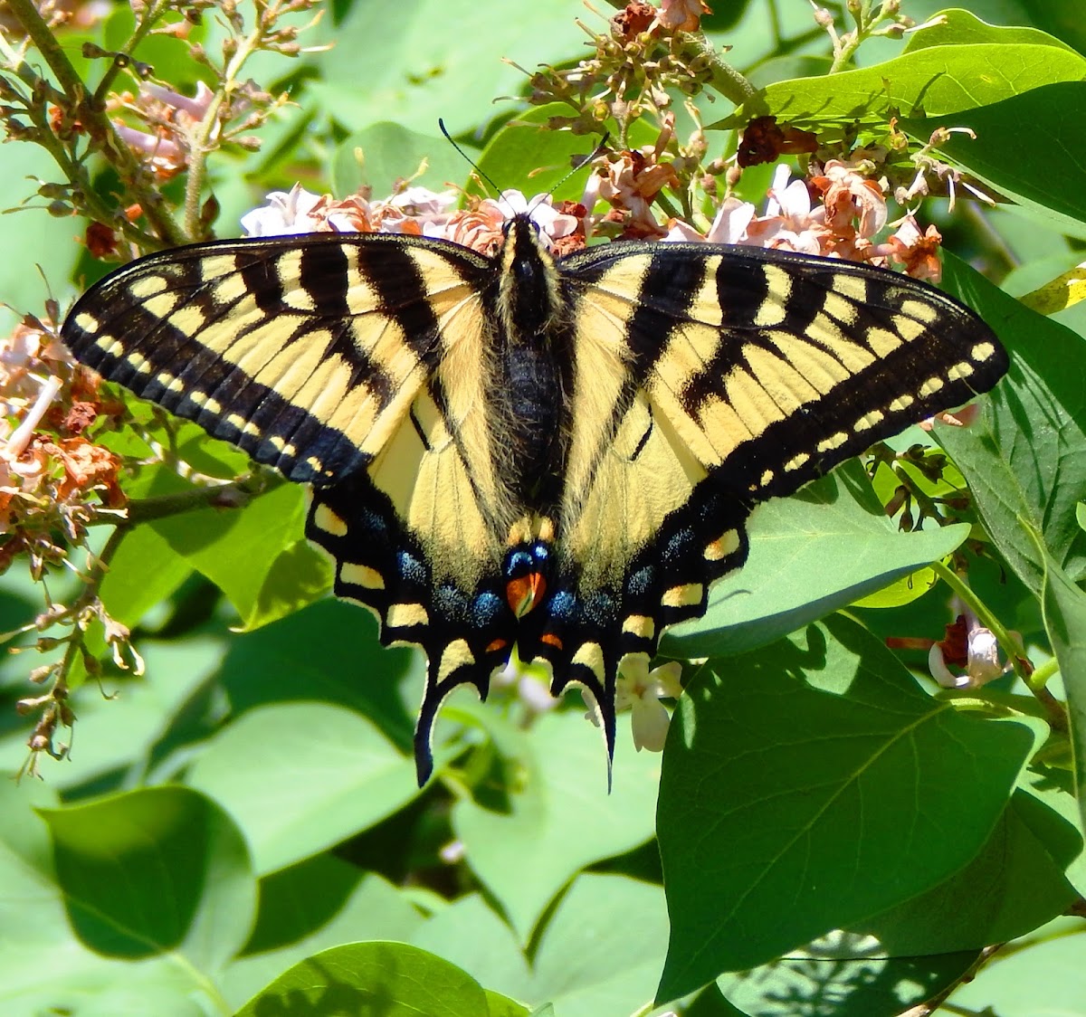 Canadian Tiger Swallowtail