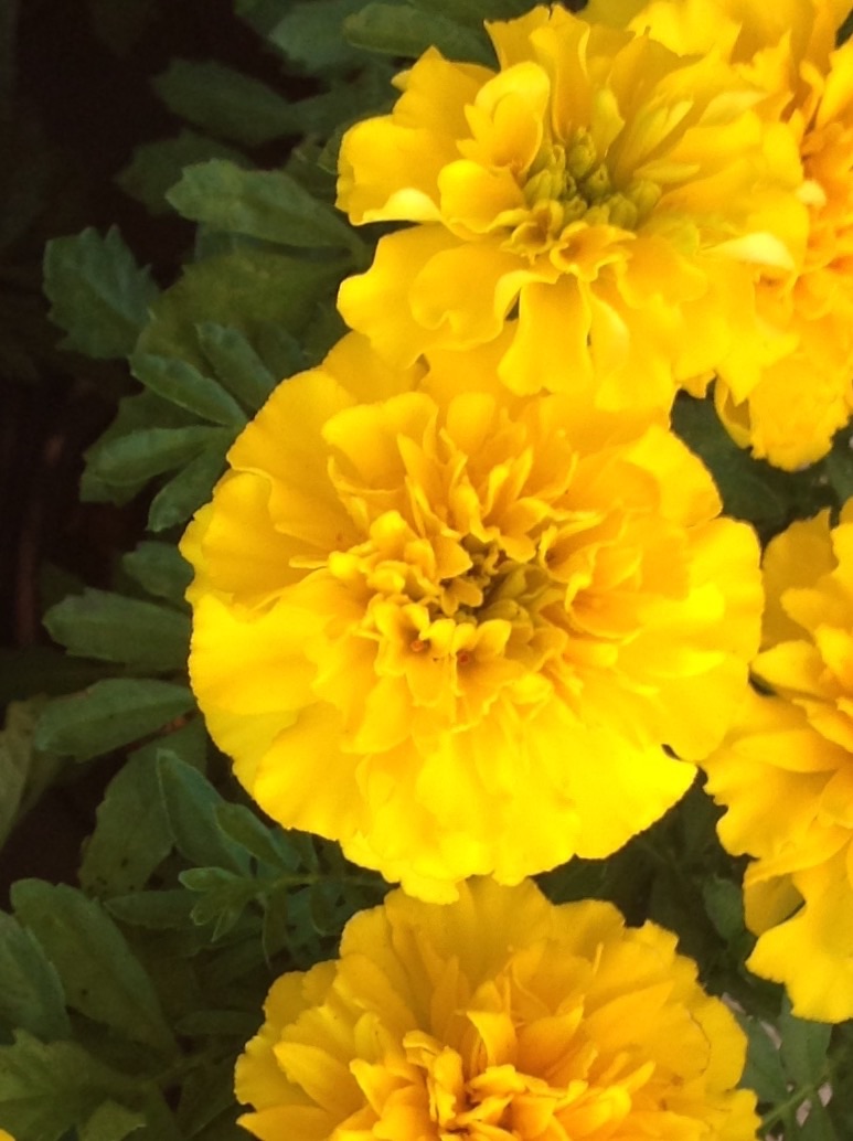 French Marigold ( Dwarf )