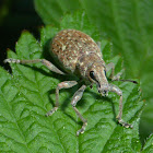 Broad-nosed Weevil