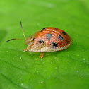 13-spotted tortoiseshell beetle