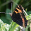 Small Tortoiseshell