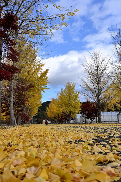 フィットのイチョウ並木・Nikon Z6・しづ子さんの奈良漬け・カメ活📷️✨に関するカスタム事例の投稿画像5枚目