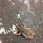 Boreal Chorus Frog