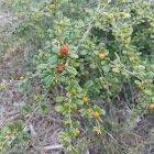 Ehretia microphylla