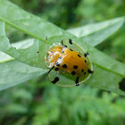 Spotted Tortoise beetle