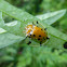 Spotted Tortoise beetle