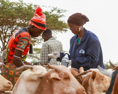 A pastoralist consults a veterinarian treating animals in Korr, Marsabit county