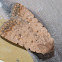 Pale Mottled Willow