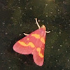 Coffee-loving Pyrausta Moth