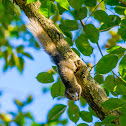 Tree Squirrel