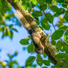 Tree Squirrel