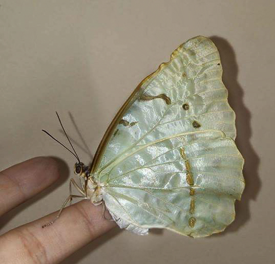 Morpho butterfly