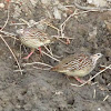 Crested Francolin