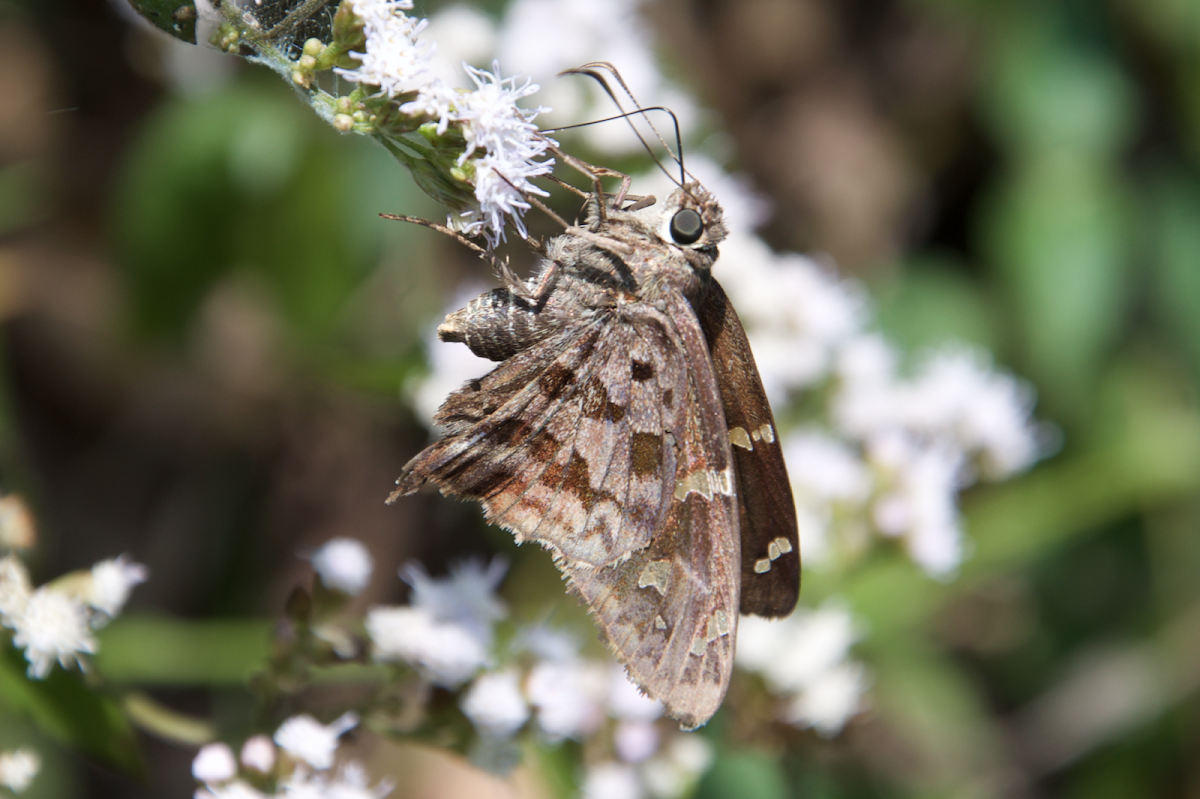 Acacia skipper