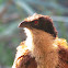 Blue-headed coucal