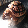 Leopard Tortoise