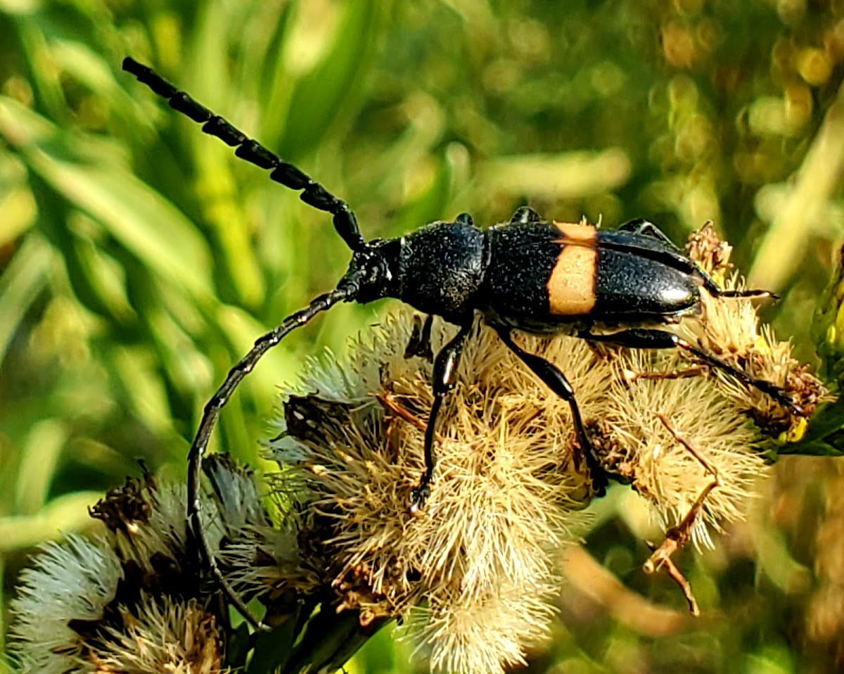 Yellow-girdled Lissonotus