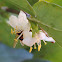 Winter Honeysuckle