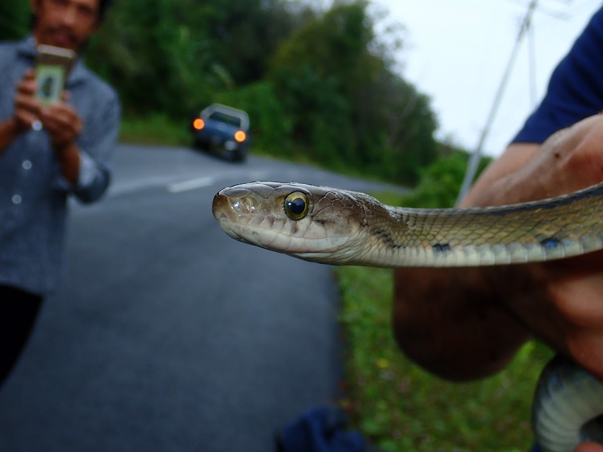 Sunda Rat Snake