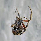 Hentz’s orbweaver, barn spider