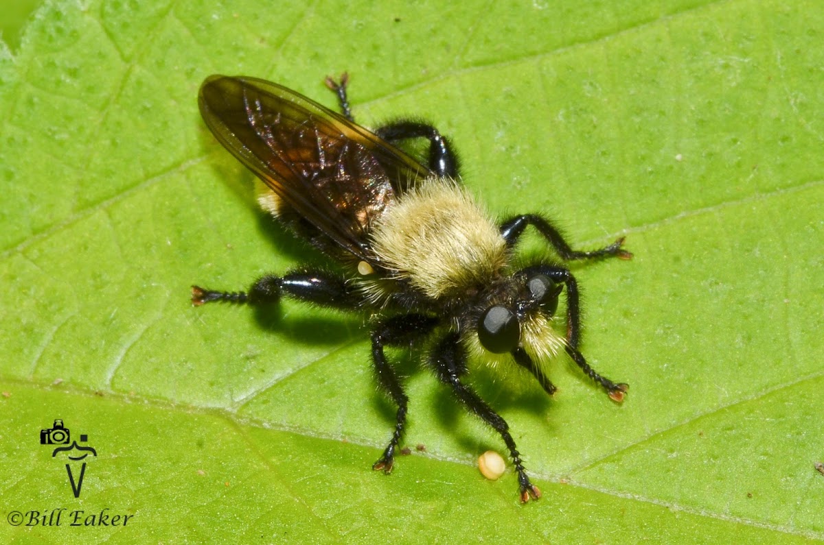 Bee-like Robber Fly