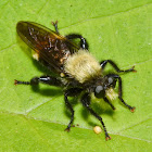 Bee-like Robber Fly