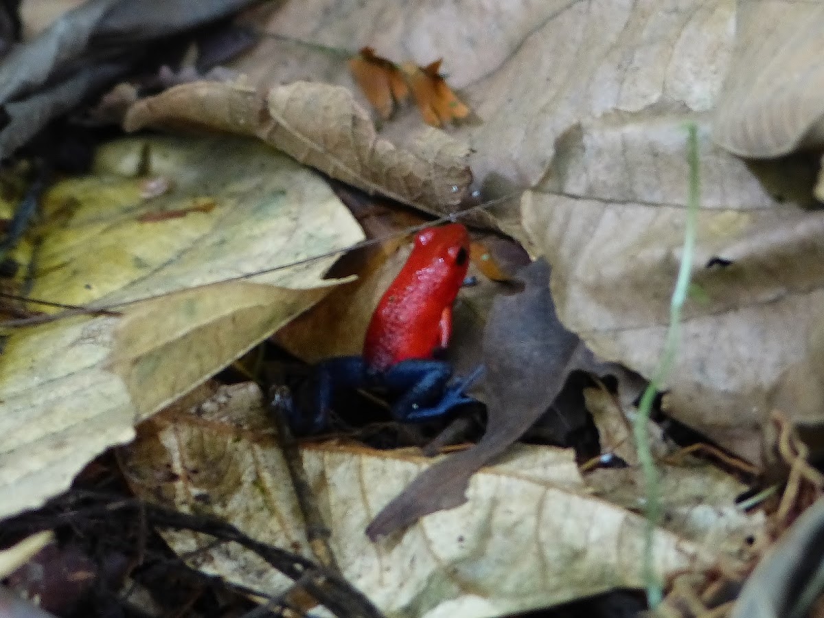 Blue-jeans frog