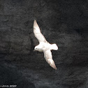 Fulmar