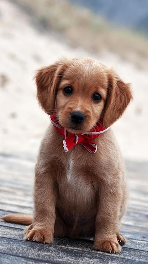 Puppies Live  Wallpaper   Cute  Puppy  Pictures Android 