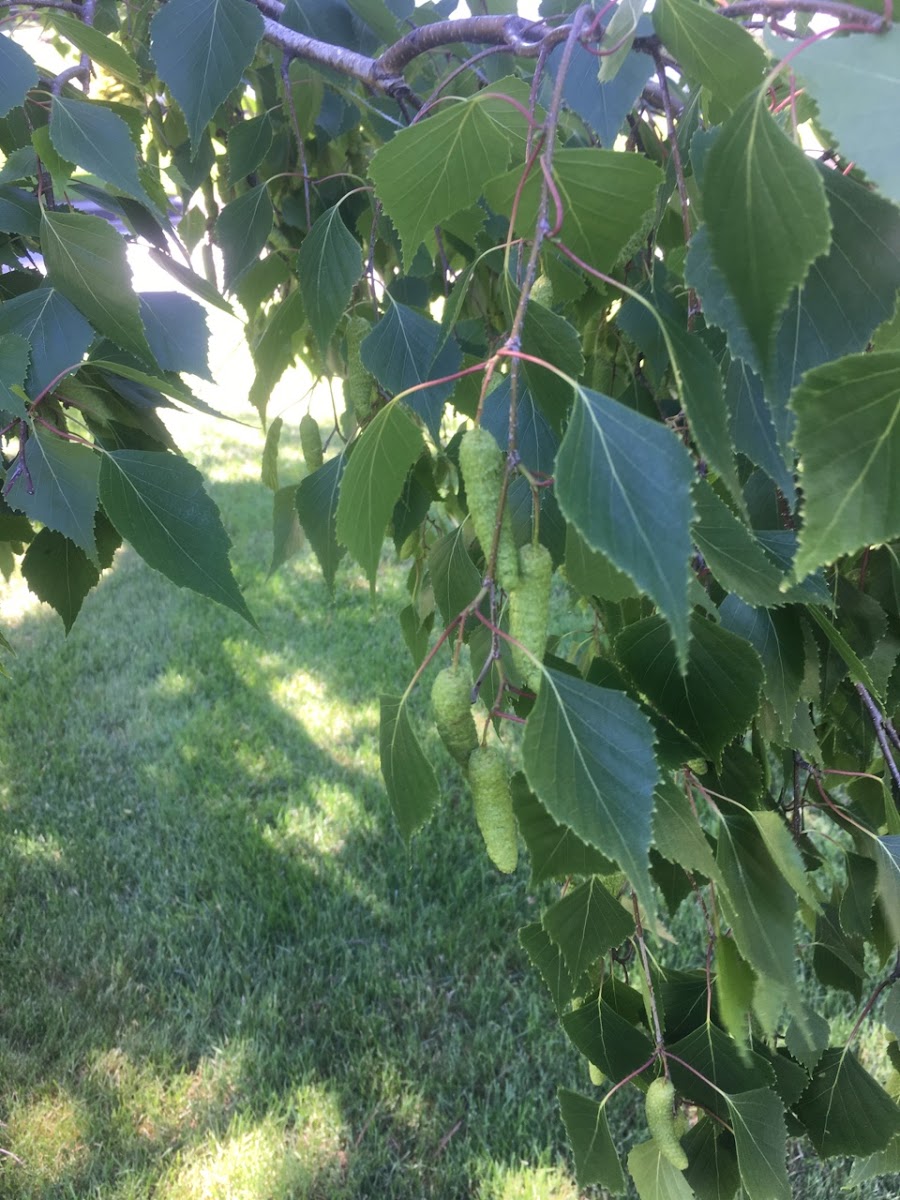 European White Birch