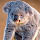 Koala Bear Wallpapers Theme New Tab