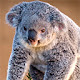 Koala Bear Wallpapers Theme New Tab