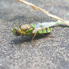 Green Soldier Fly