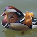 mandarin duck