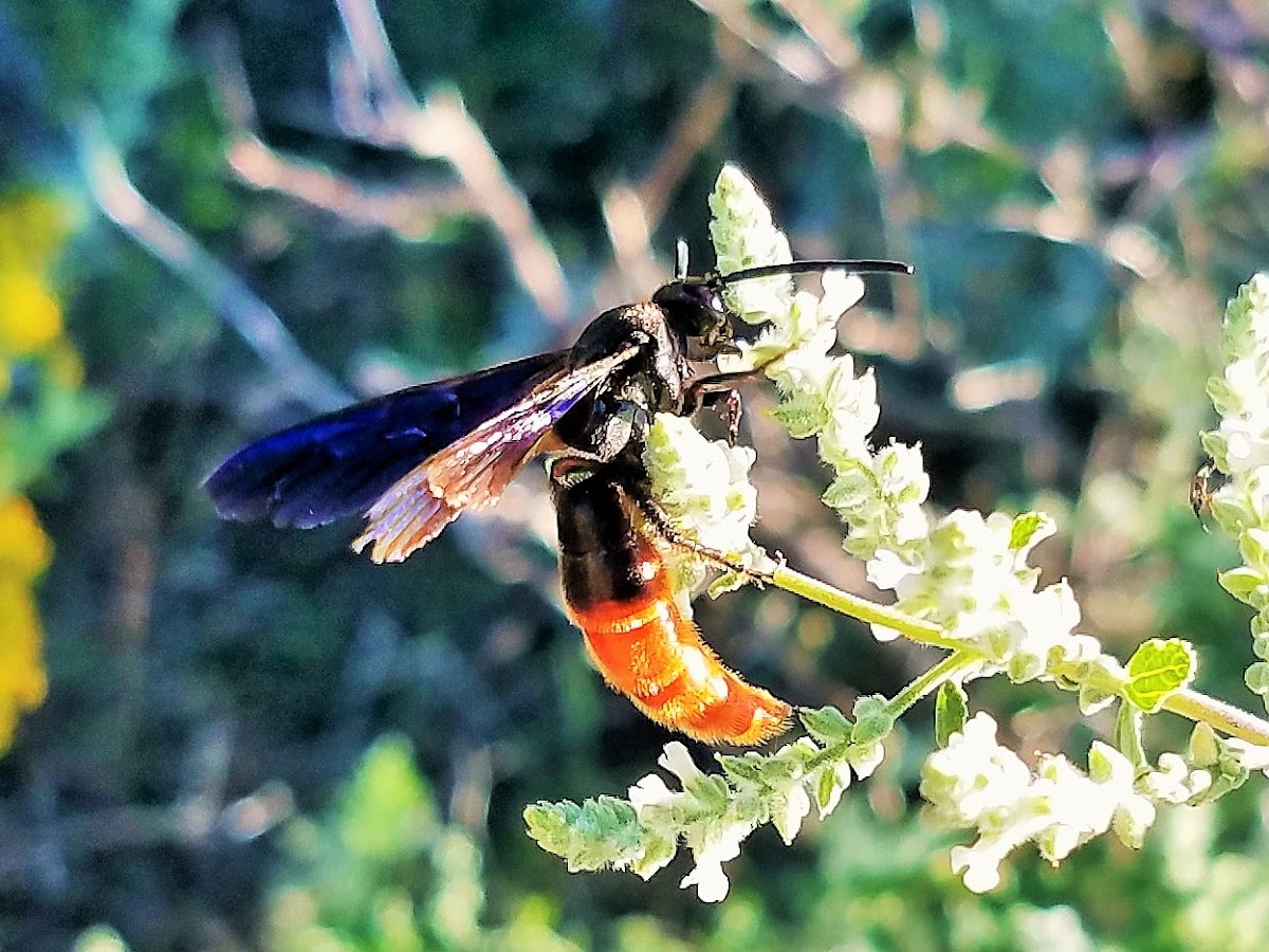 Fire-tailed Scoliid Wasp