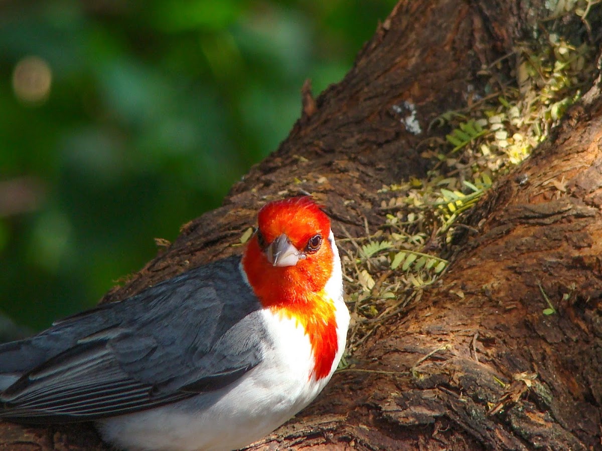 Red-crested Cardinal