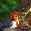 Red-crested Cardinal