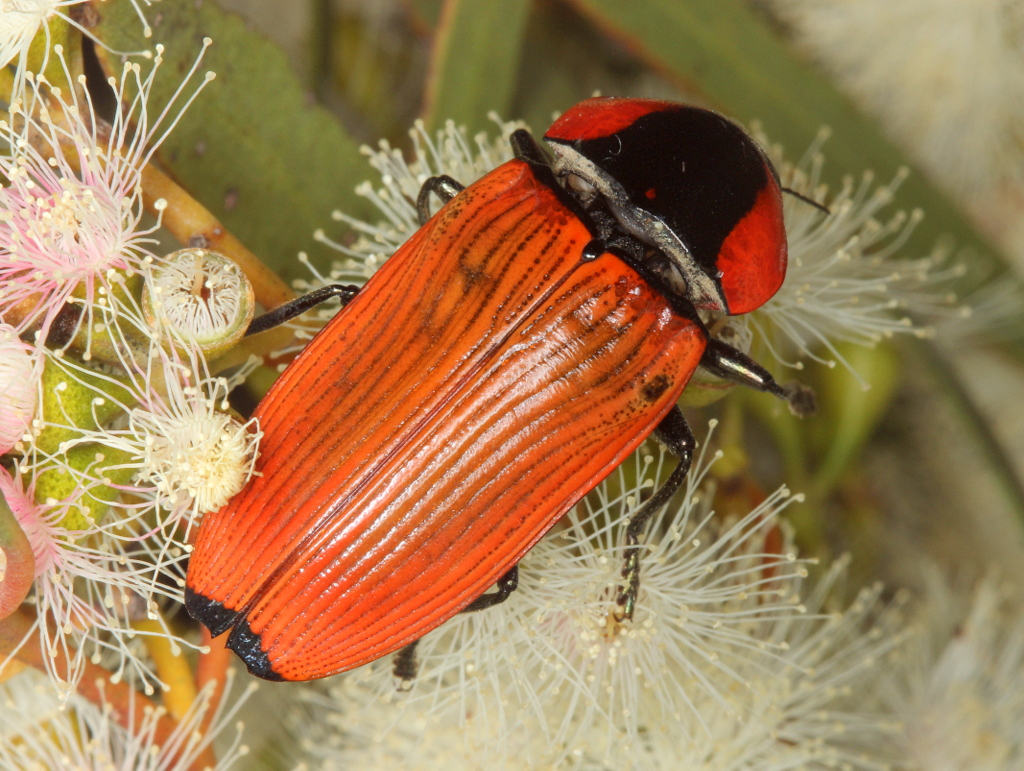 Jewel Beetle