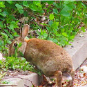 Eastern cottontail