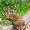 Eastern cottontail