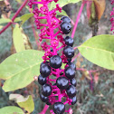 Pokeweed