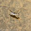 Pond Skater