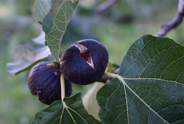 Ferite d'ottobre di frapeace