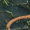 Southern banded water snake