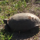 Gopher Tortoise