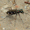 Tiger beetle