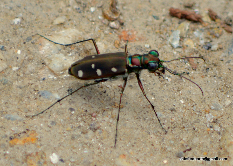 Tiger beetle