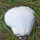 Mosaic Puffball