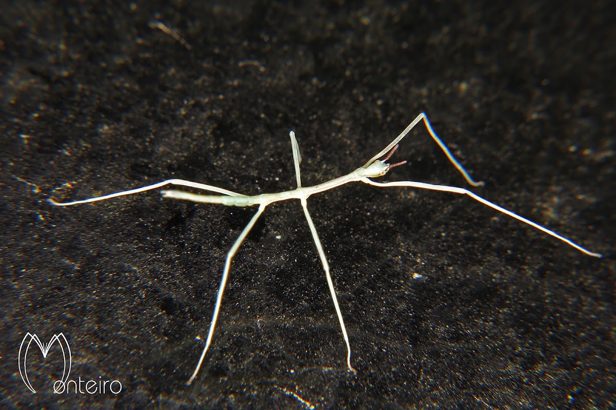 Stick insect nymph